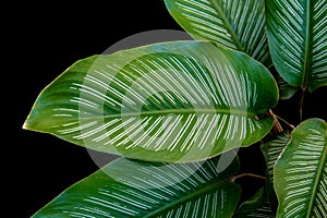 Tropical green leaves of pin stripe calathea ornata houseplant isolated on black background with clipping path
