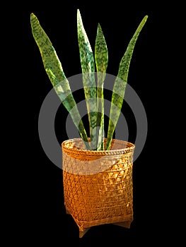 Tropical green leaves of Sansevieria trifasciata Prain, Snake Plant in flowerpot isolated on dark background.