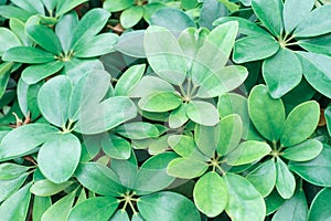 Tropical green leaves schefflera close-up, abstract natural background.