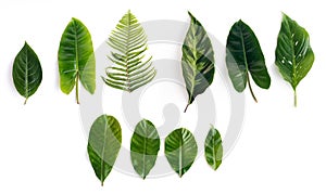Tropical green leaves set isolated on white background