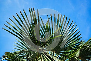 Tropical green leaves at sky background. Travel concept. Palm tree leaves over clear blue sky