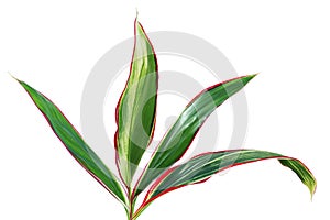 Tropical Green Leaves of Ti Plant Isolated on White Background