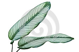 Tropical Green Leaves with White Stripes of Calathea majestica, Zebra Plant Isolated on White Background with Clipping Path