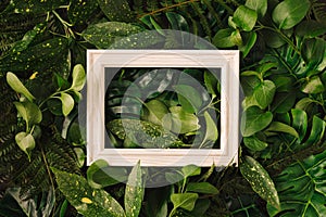 Tropical green leaves with white wooden frame. Creative nature background. Minimal summer abstract jungle or forest pattern