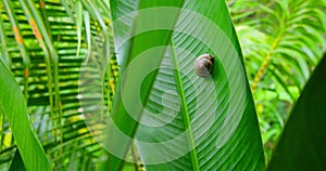 Tropical green lush coconut palm leaf swaying in the wind with sun light. Summer background, slow motion close-up. Small