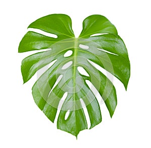 Tropical Green Monstera leaves isolated on white background