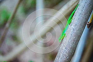 Tropical green neon Lizard Geco on palm trunk on La Digue island, Seychelles. Travel adventure concept