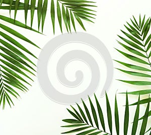 Tropical green palm branches pattern on a white background.