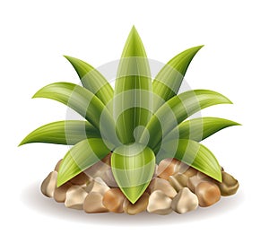 tropical green palm bush vector illustration