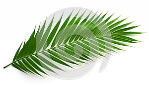 Tropical green palm leaf, isolated, white background