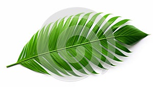 Tropical green palm leaf, isolated, white background