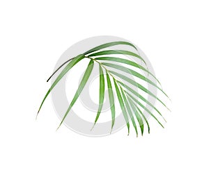 Tropický zelený palma list na bielom leto 
