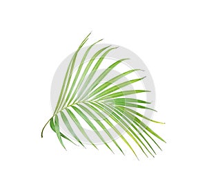 Tropický zelený palma list na bielom leto 