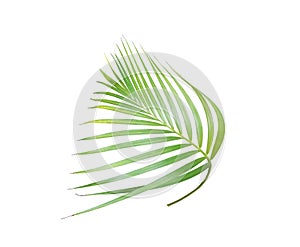 Tropical green palm leaf isolated on white for summer background