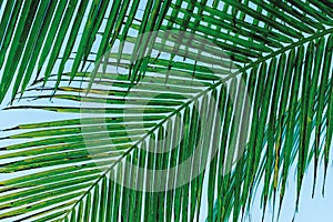 Tropical, green palm leaf sweeping down gracefully on a caribbean island beach paradise