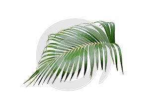 Tropical green palm leaf tree isolated on white background