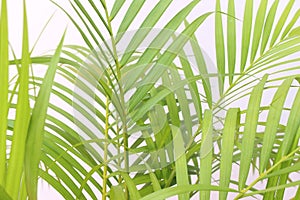 Tropical green palm leaf on white wall background