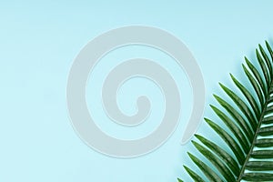 Tropical green palm leafe on blue background