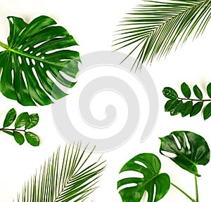 Tropical green palm leaves, branches pattern frame on a white background.