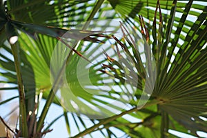 Tropical green palm leaves in bright sunshine