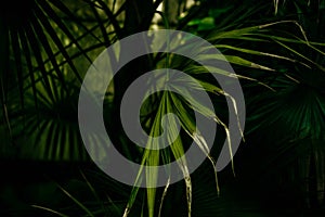 Tropical green palm leaves close-up. Abstract floral pattern background. Detail texture of south tree.