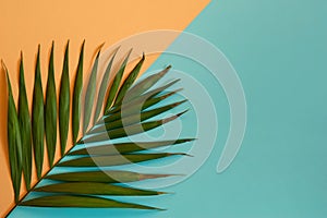 Tropical green palm leaves on a yellow-blue background.