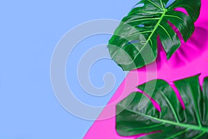 Tropical green palm monstera leaves or swiss cheese plant on pink and blue background.