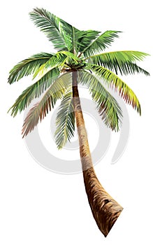 Tropical green palm in sunshine