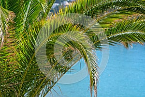 Tropical green palm tree on blue sea and beach blurred background