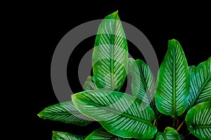 Tropical green Pin Stripe Calathea leaves ornamental plants nature isolated on black background with clipping path