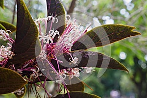 Tropical Green Plant, With Pink Flowers, Blooming in a Forest