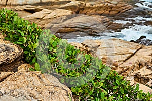 Tropical green plants against the background of coastal rocks and sea waves