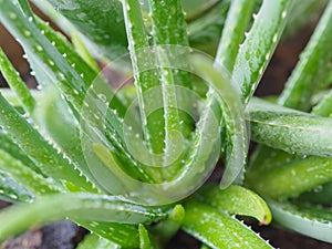 tropical green plants tolerate hot weather. photo