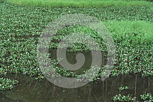 Tropical green pond landscape and pond view. Summer green water pond