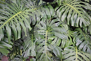 Tropical green split-leaf philodendron plant with big leaves