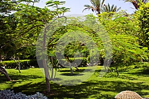 Tropical green sunny garden