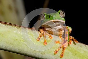 tropical green tree frog at night in amazon jungle