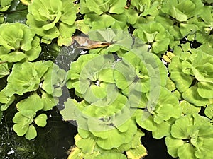 Tropical green`water lettuce`- Pistia stratiotes in the pond