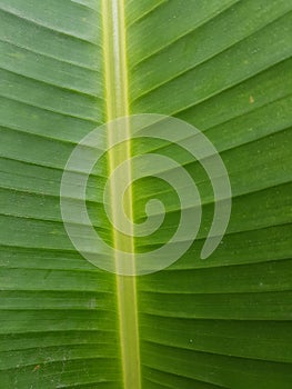 Tropical green and yellow leaf close-up, abstract green leaf texture, nature background.