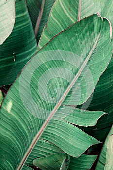 Tropical greenery foliage background. Thicket of palm trees with big leaves. Jungle jade color. Beautiful botanical backdrop