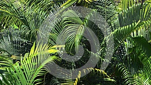 Tropical greenery leaves background. Green palm leaves texture