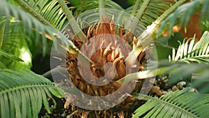 Tropical greenhouse with Cycas and cycads and other plants with forests and rainforest near the equator, best known