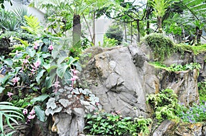 Tropical greenhouse garden