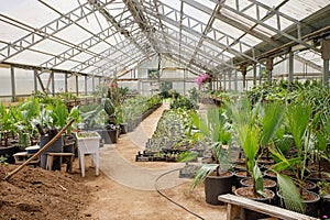 Tropical greenhouse with garden soil, pot, plant and flower. Garden background