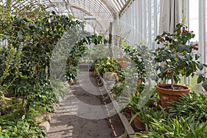 Tropical greenhouse with plants and cactuses