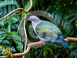 Tropical grey blue green bird on a branch