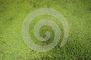 Tropical ground vegetation