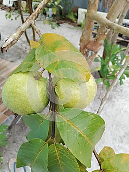 Tropical guajava