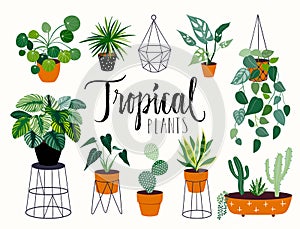 Tropical hand drawn house plants with hand lettering