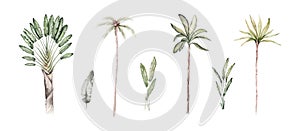 Tropical hand drawn palm leaves, banana palm, monstera, strelitzia on isolated white background, watercolor botanical illustration